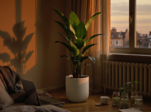 گیاه زامیفولیا: راهنمای جامع و کاربردی برای آپارتمان‌های کم‌نور
